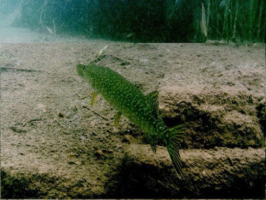 Loebejuen (Teich 1) 2011-05-29-14b